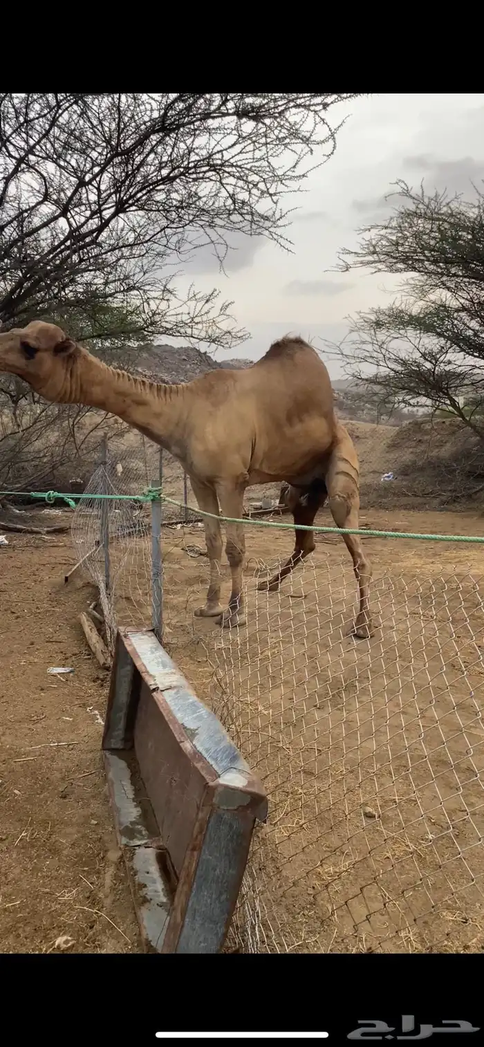 بعير مشروط شرط 0