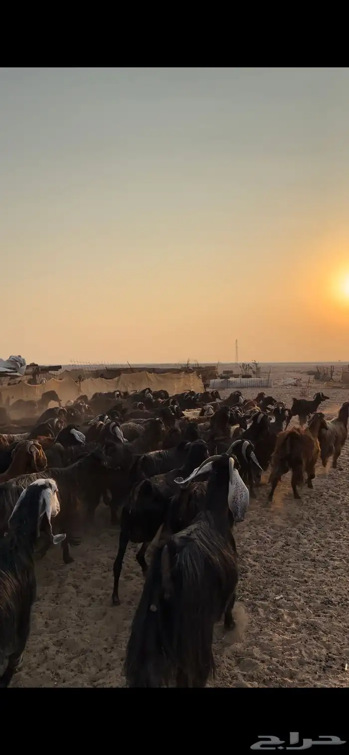 معزا مراح للبيع 7