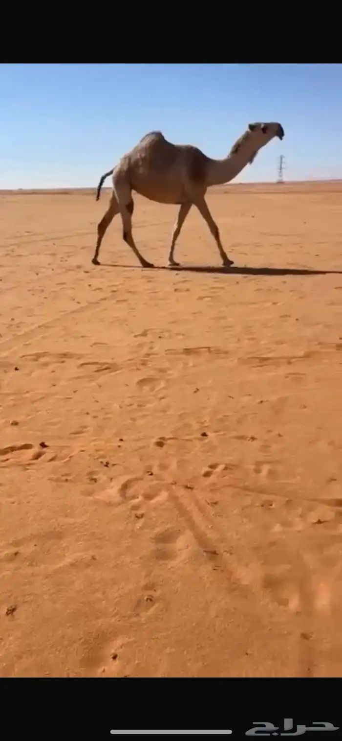 جذعه كفو لقحه تلد قريب 0