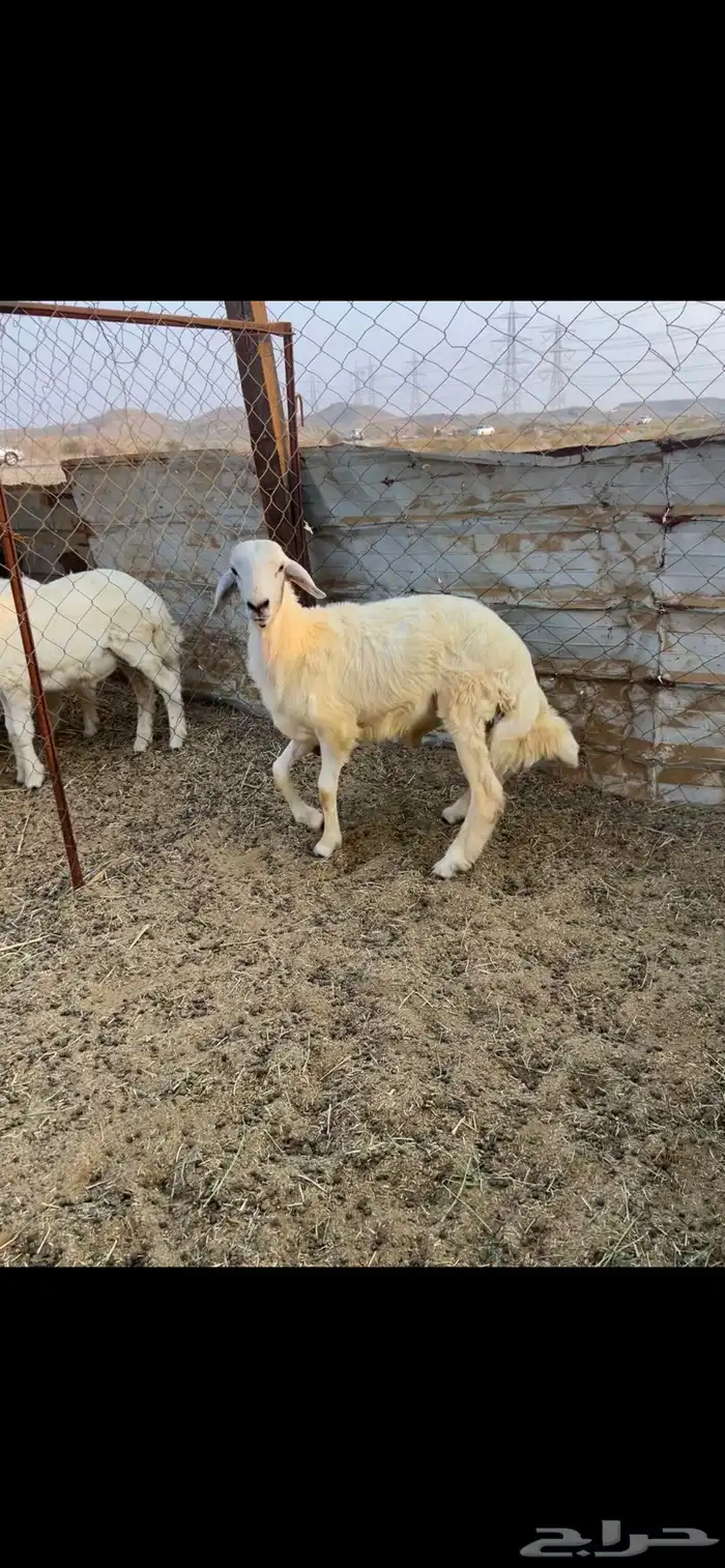 طلي. الحرازات ((تم البيع )) 1