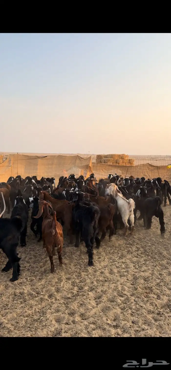 معزا مراح للبيع 15