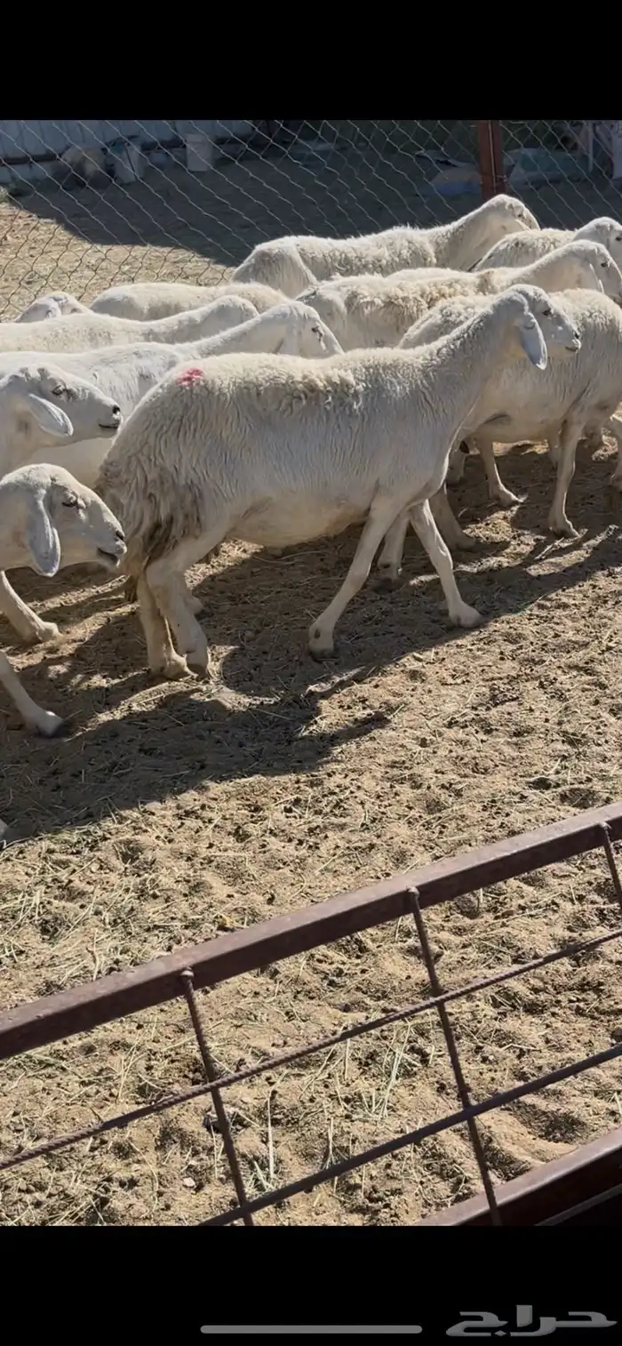 ضان دفيع 41 18