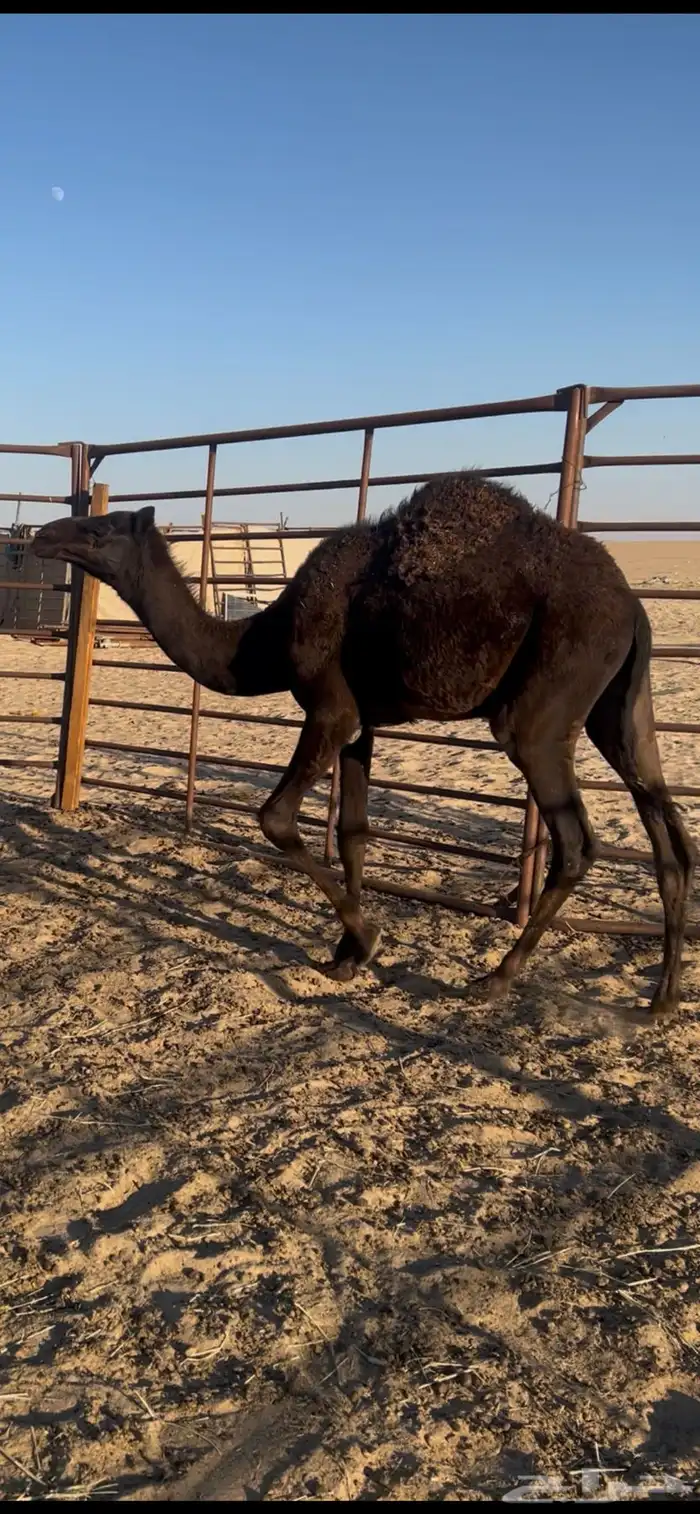 قعود مجهم قصب 0