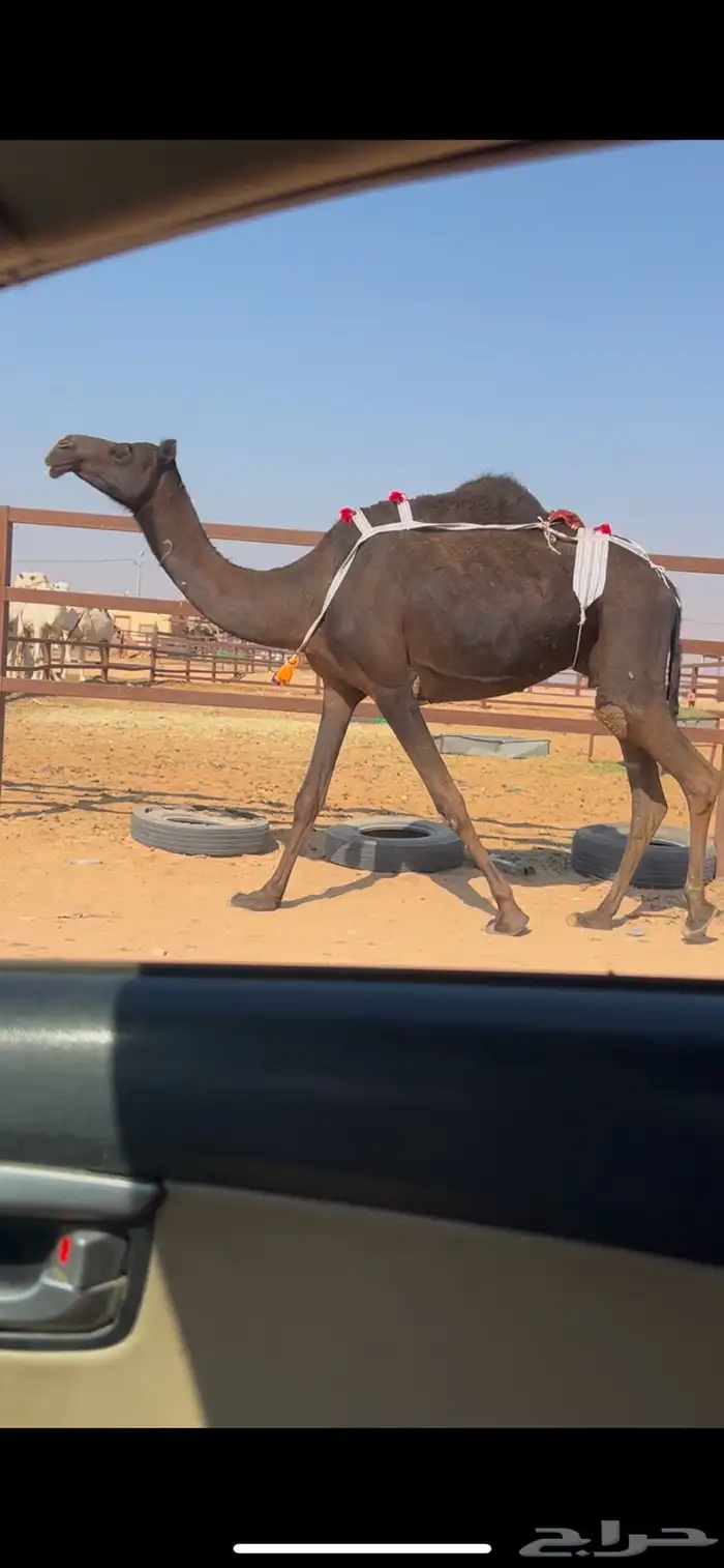 خلفه ثنو حليبها حالي ووافر 1