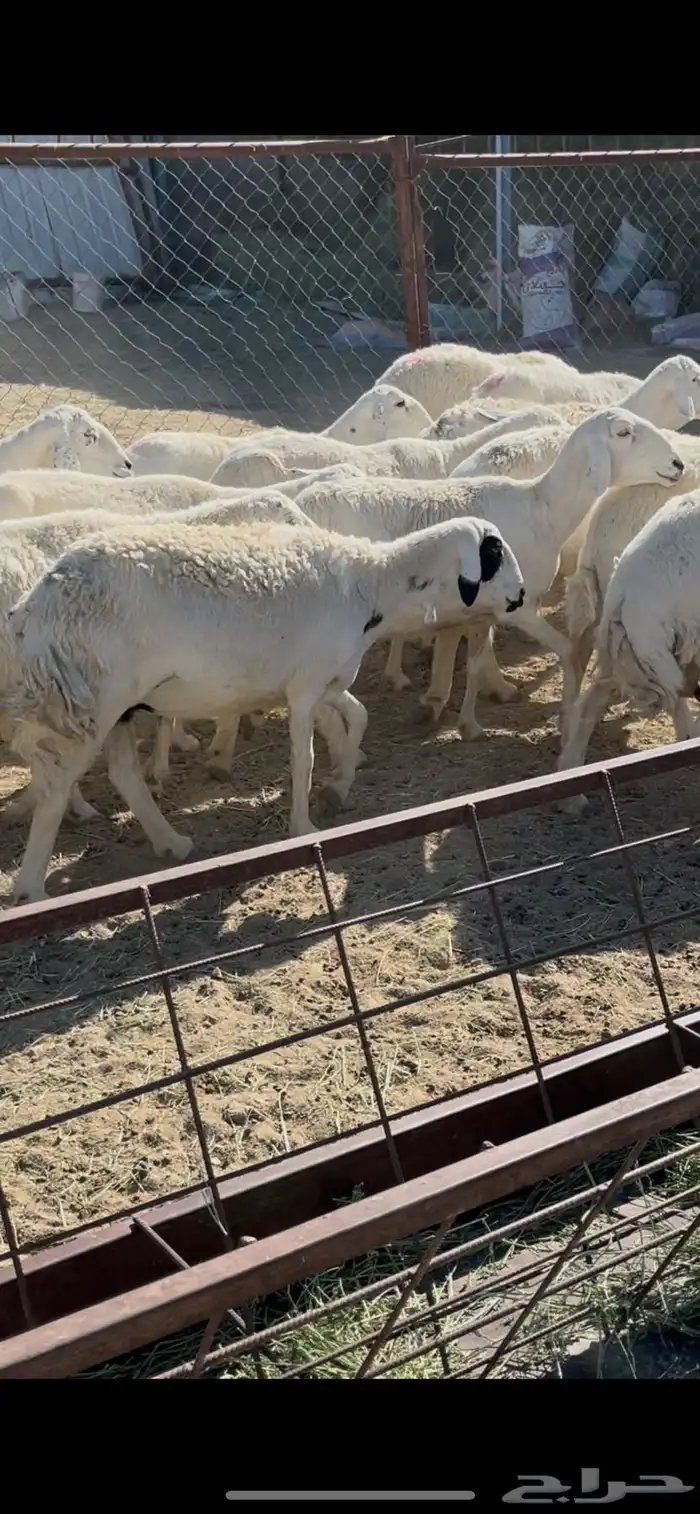 ضان دفيع 41 14