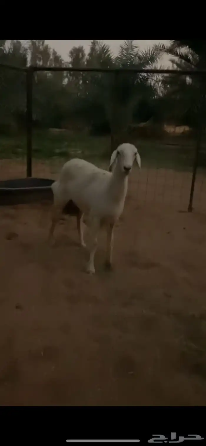 للبيع رخل صنف حريه جذعه 1