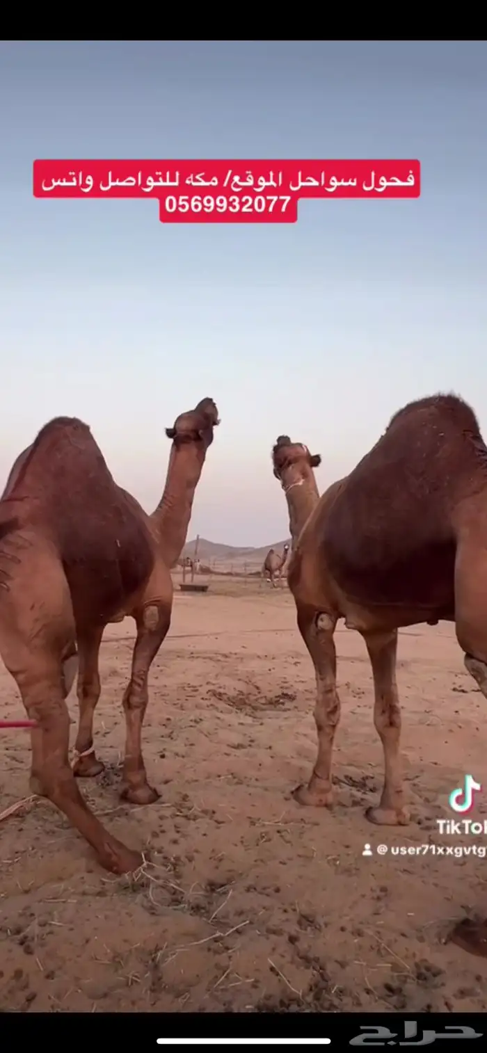 بعير جمل ساحلي 2