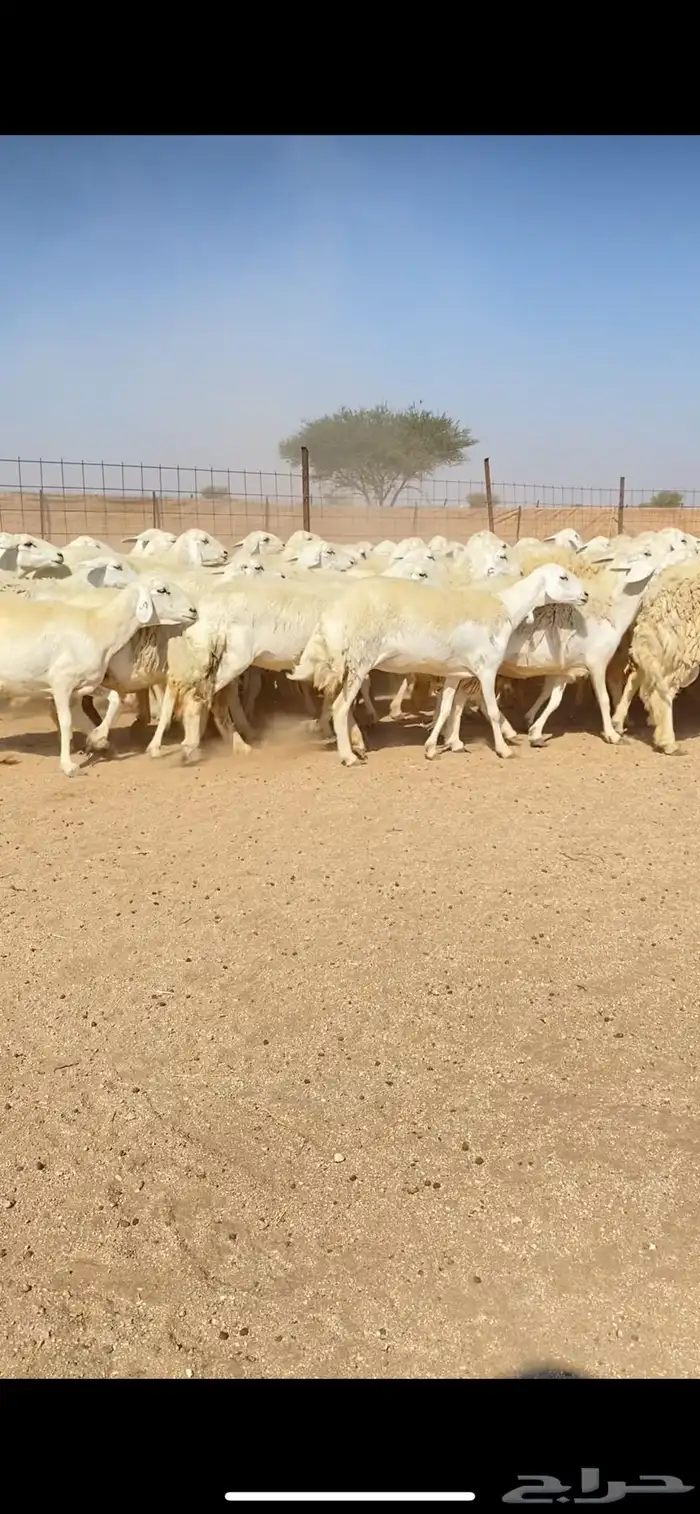 غنم حريات حرش وبره ملكية مراح واحد صنف الصنف 18