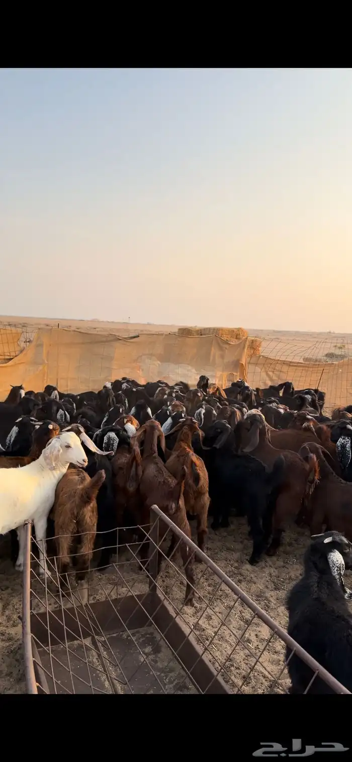 معزا مراح للبيع 13