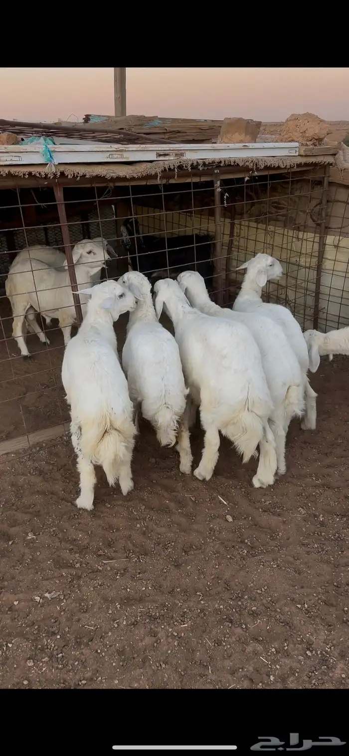 للبيع حريات 1