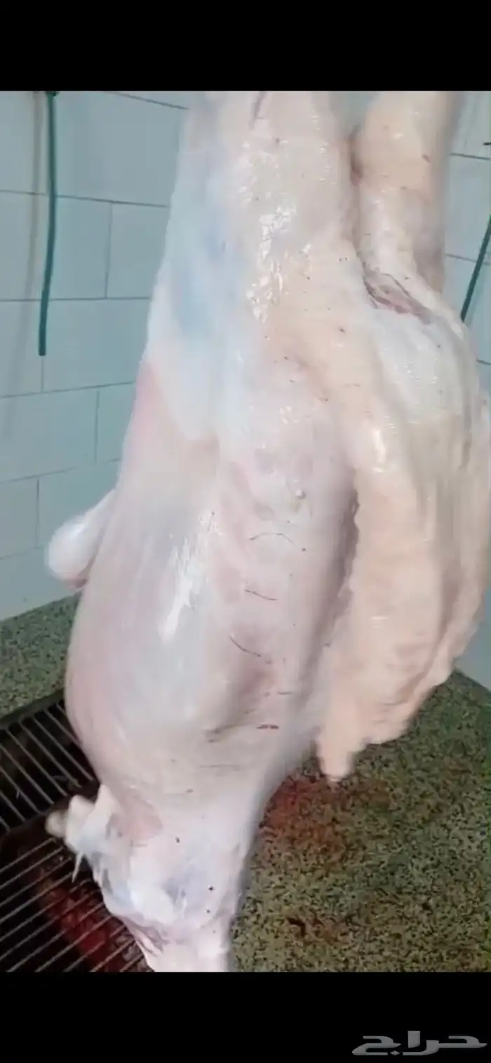 طليان ورخال حريات سواكن ورفيديات تربيه يتوفر تابي 13