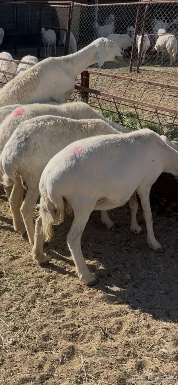 ضان دفيع 41 5