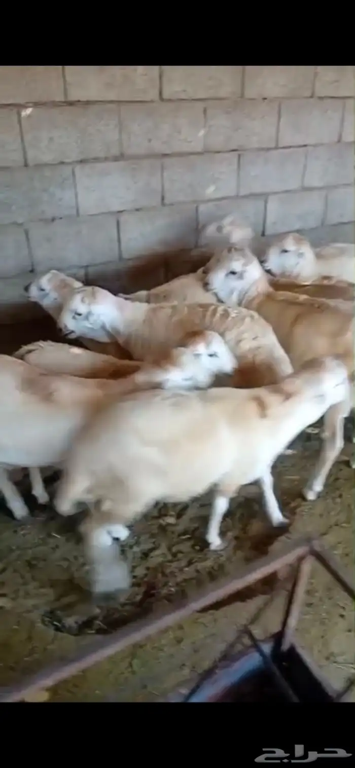 طليان ذبايح حريات سواكن ورفيديات كاش او اقساد 8