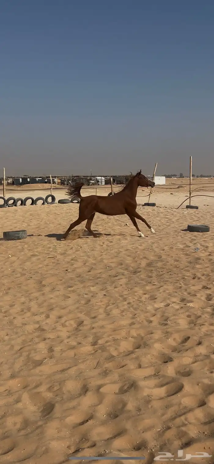 مهره شيخه بكر 0