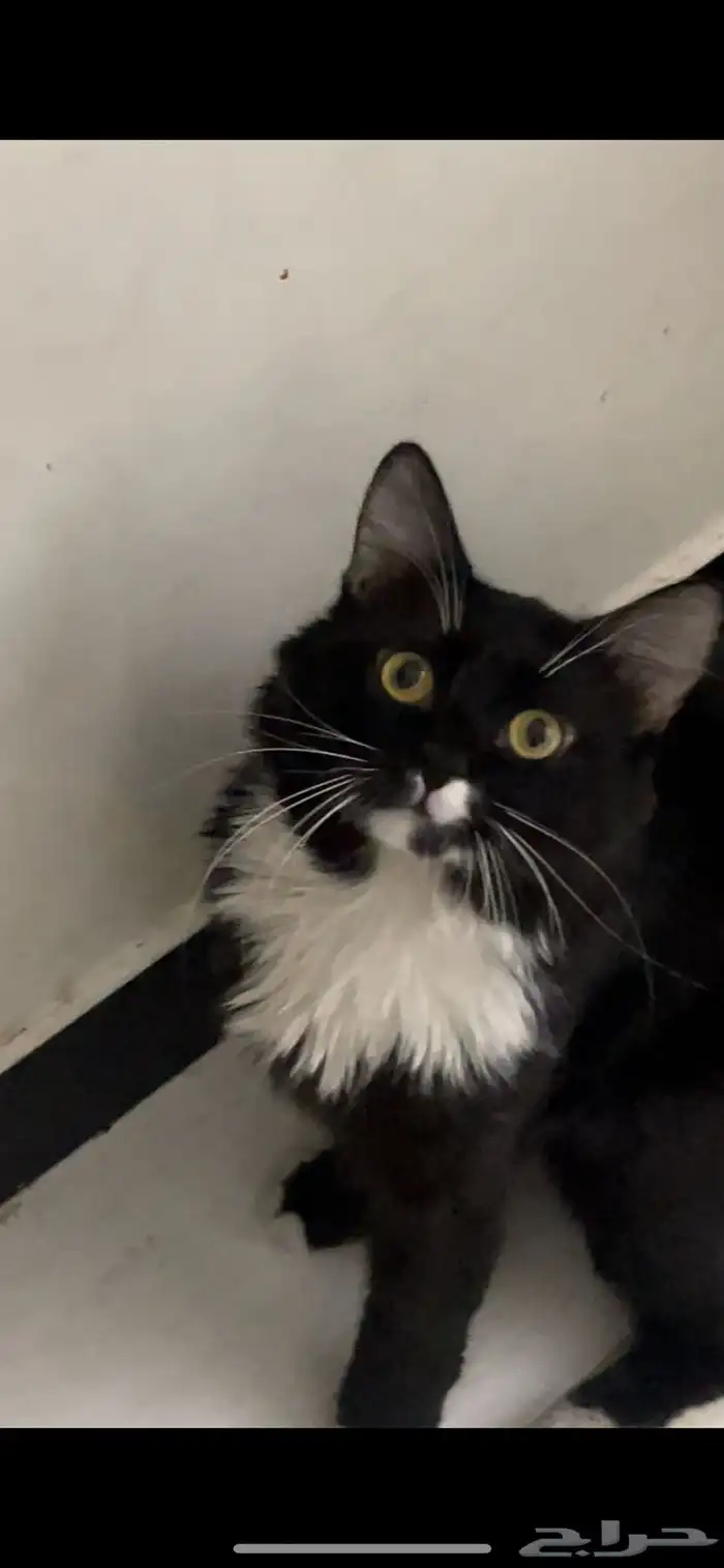 قطوتي ضايعه في حي عريجاء الغربي تكفون اللي يشوفها يبلغني 1