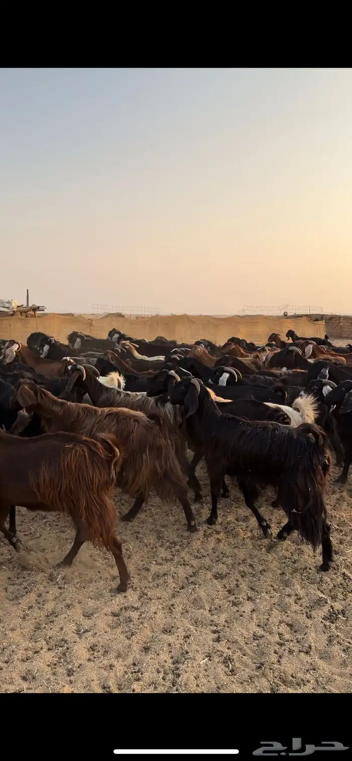 معزا مراح للبيع 0