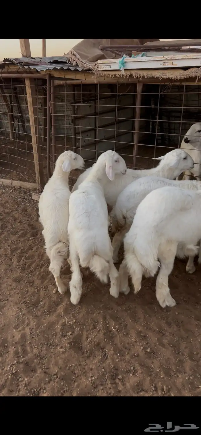 للبيع حريات 0