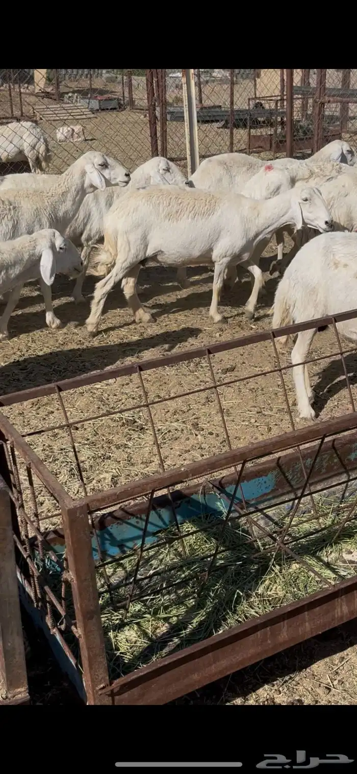 ضان دفيع 41 3