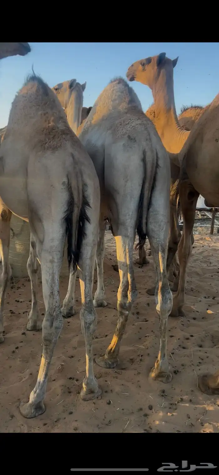 قعدان للبيع 1