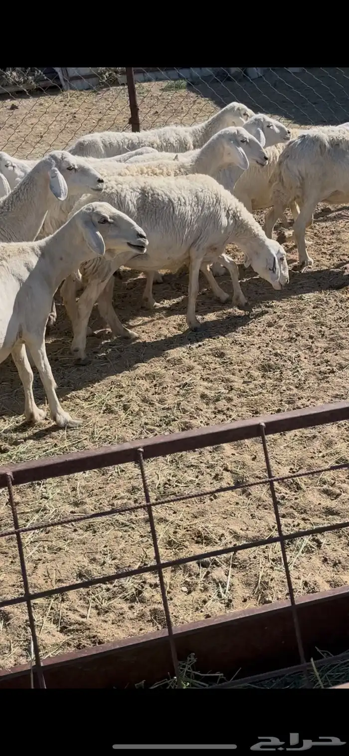 ضان دفيع 41 19