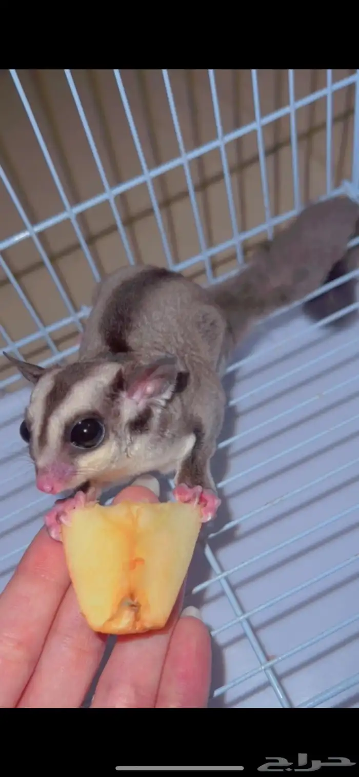 سنجاب طائر 0