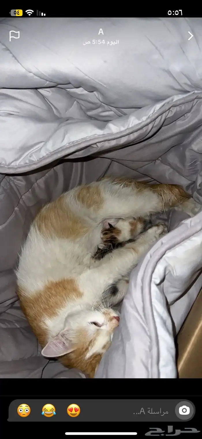 قطط للتبني ام وثلاث اطفال حديثي الولاده 0