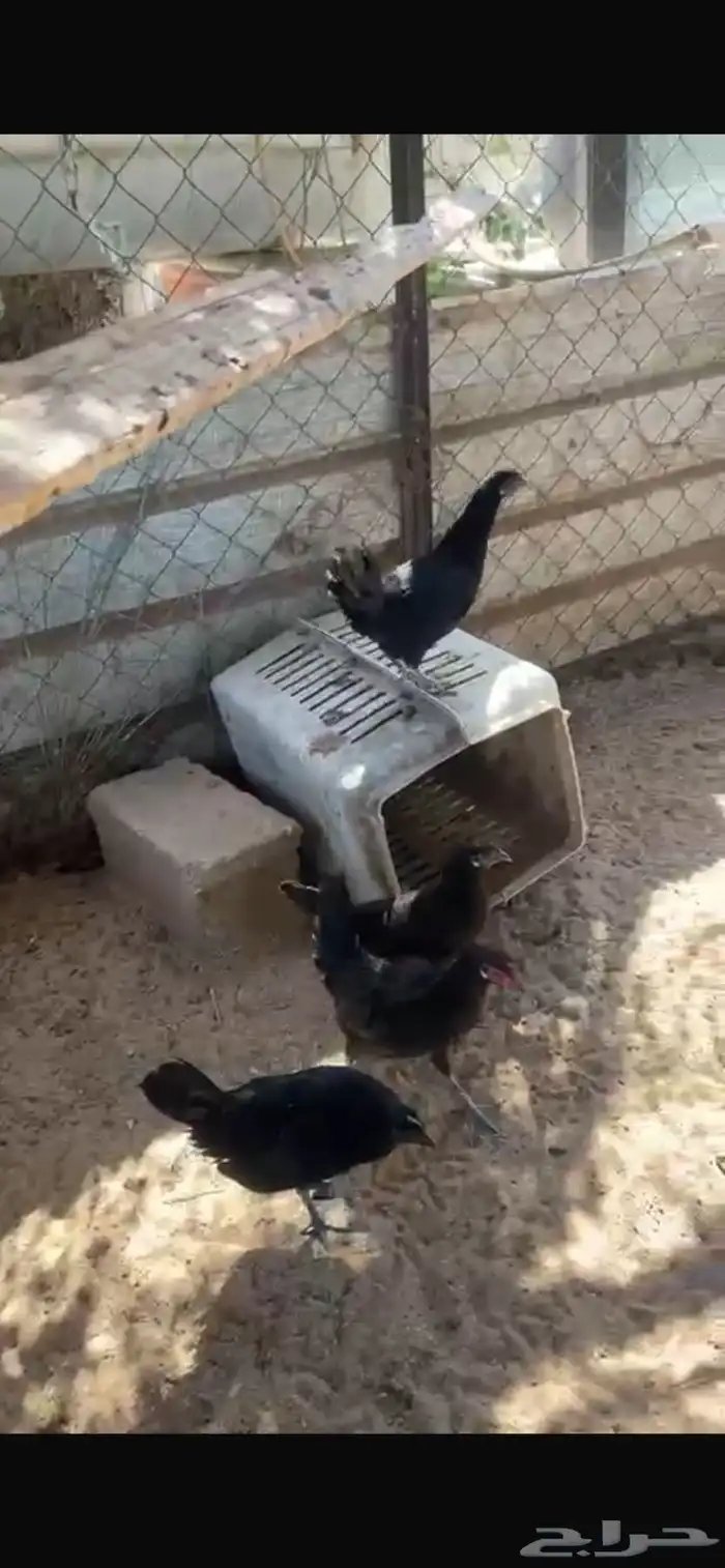 دجاج اسود صافي 5