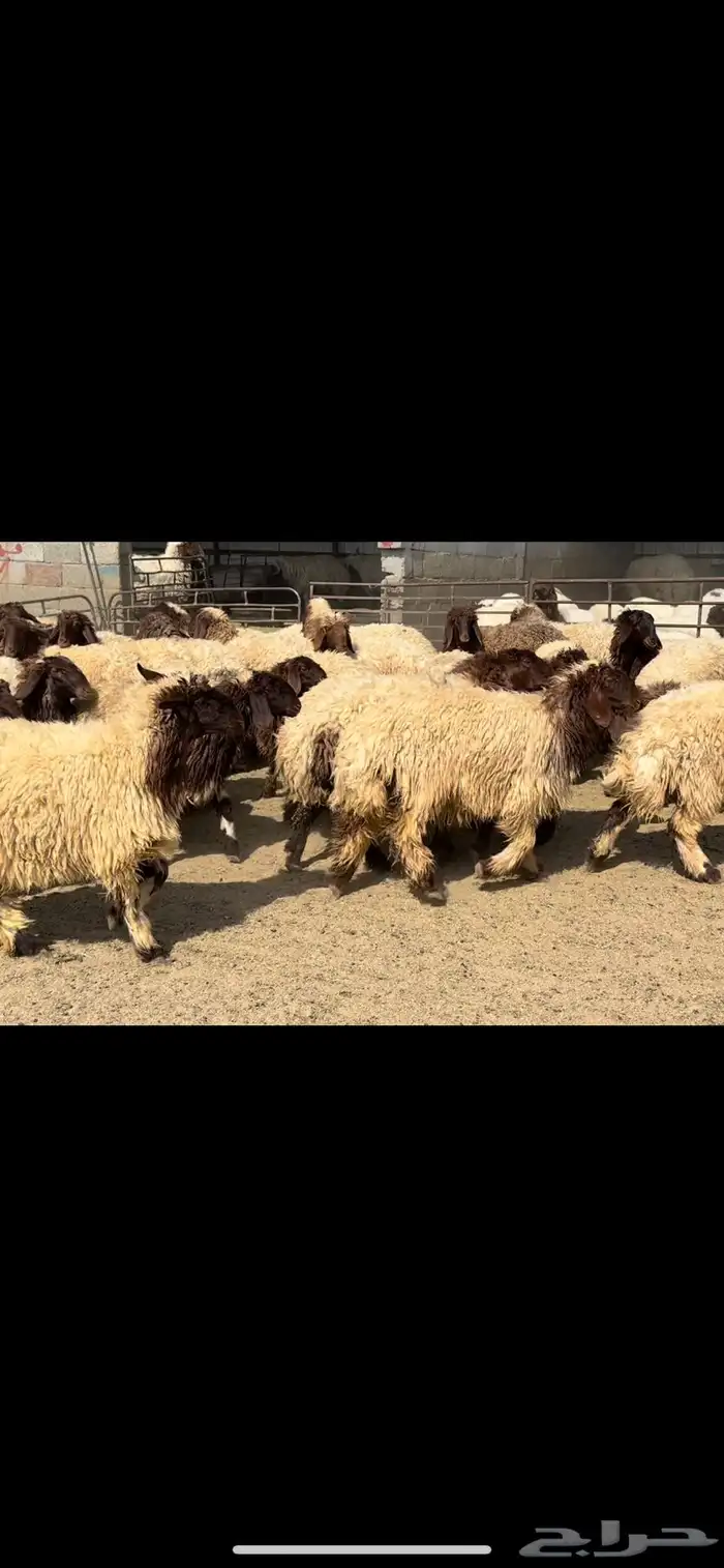 جذعات نعيم فاخره 2