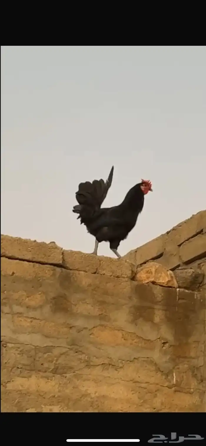 للبيع دجاج بلدي ذكور الموقع الجايزه 1
