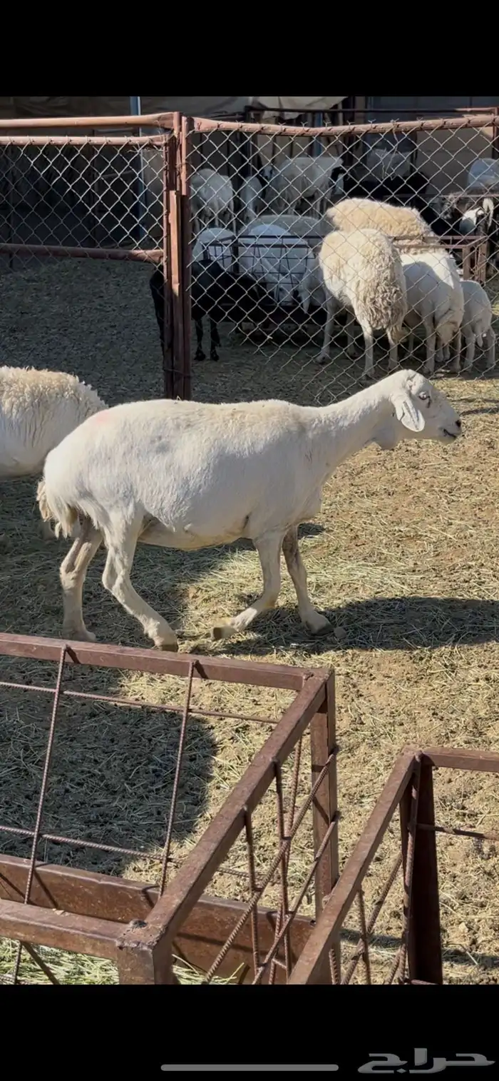 ضان دفيع 41 8