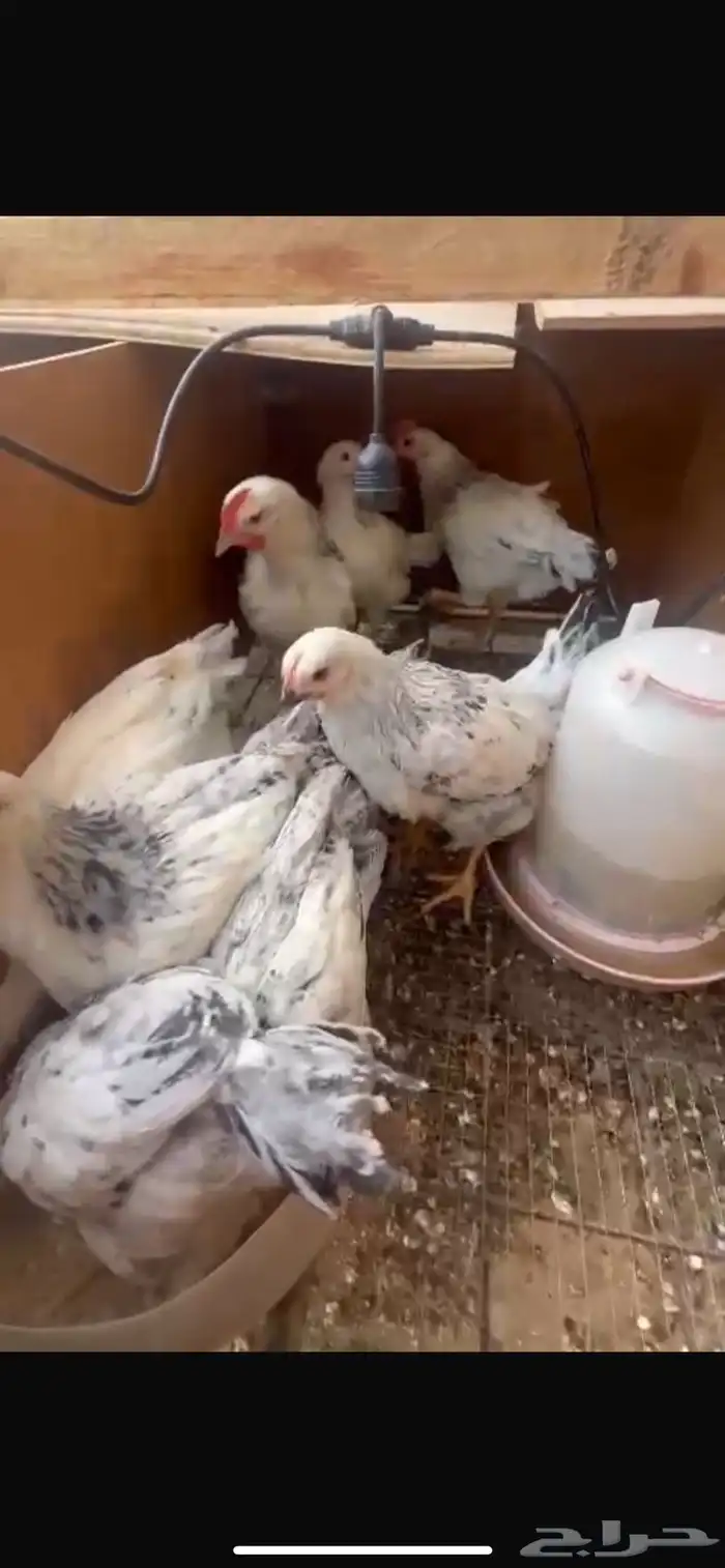 صوص فرنسي كولومبي 3