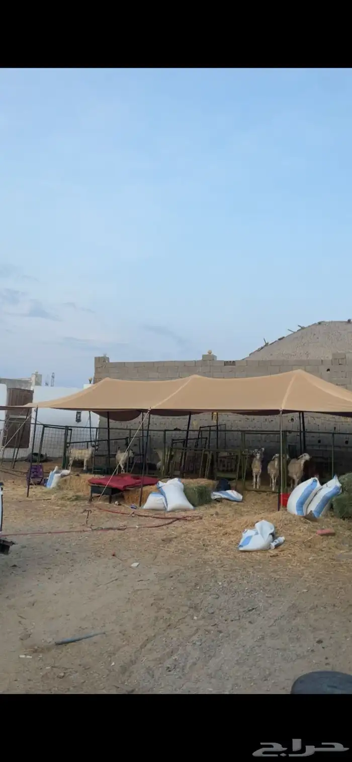 شبوك حضائر اغنام جاهزه للايجار شمال جده 0