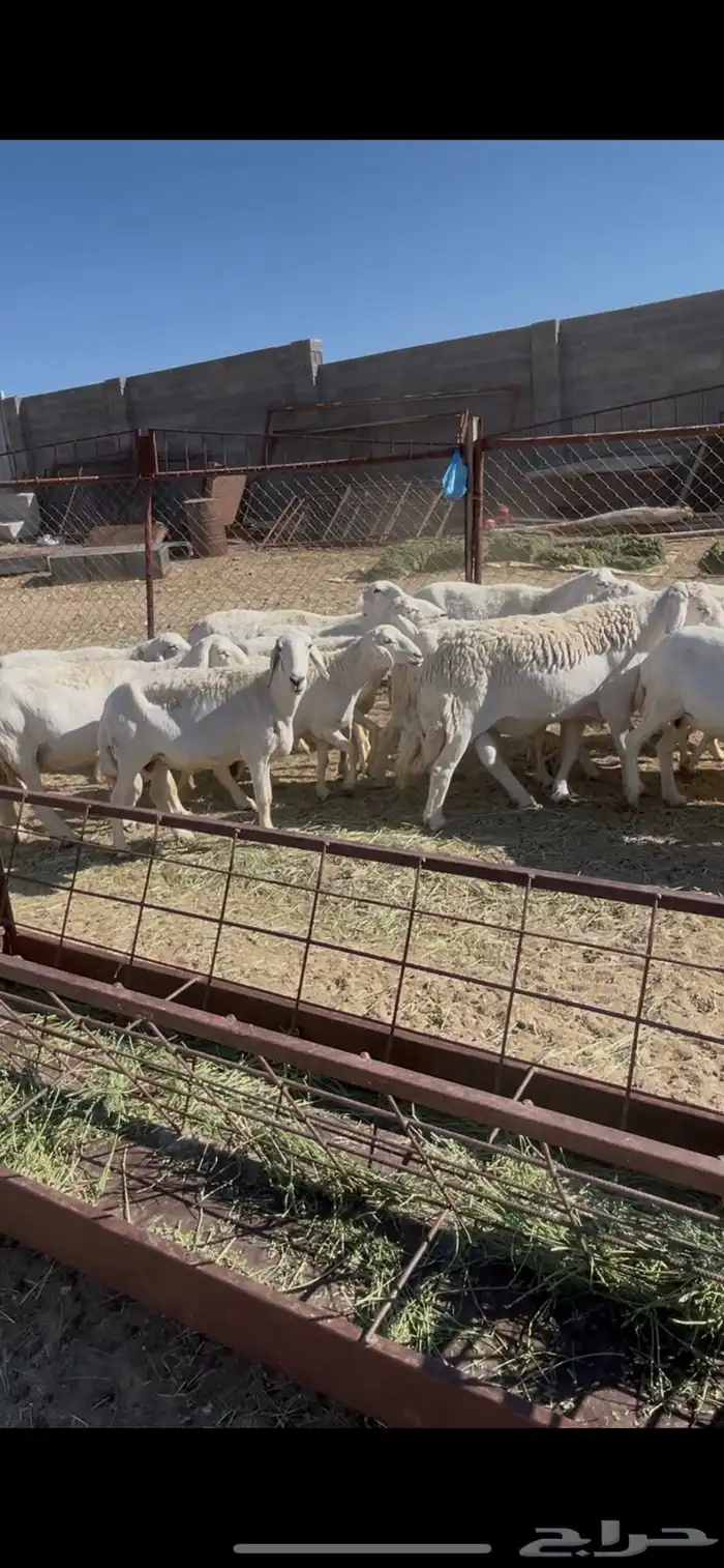 ضان دفيع 41 6