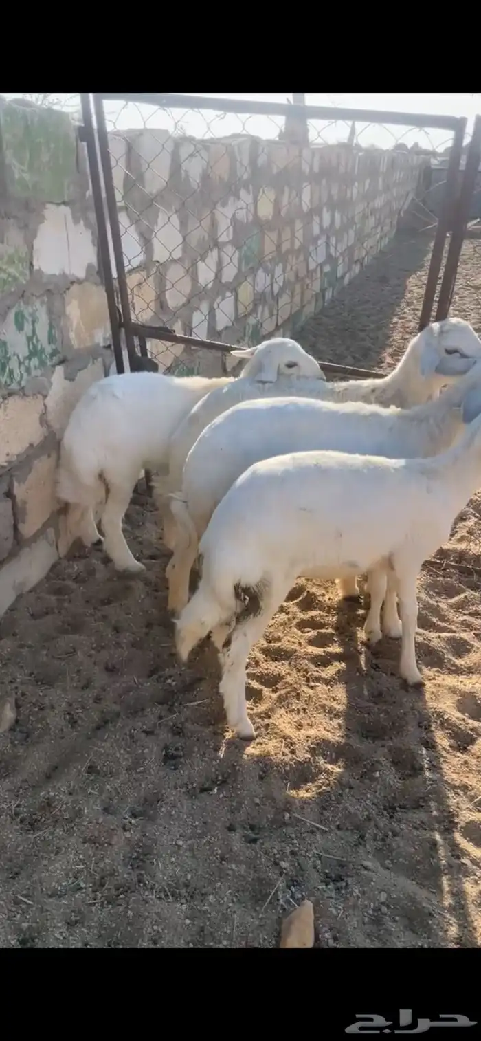 خرفان للبيع 1