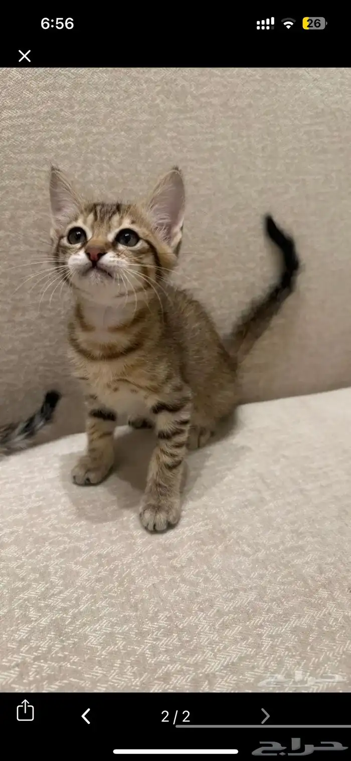 قطط تبني 0