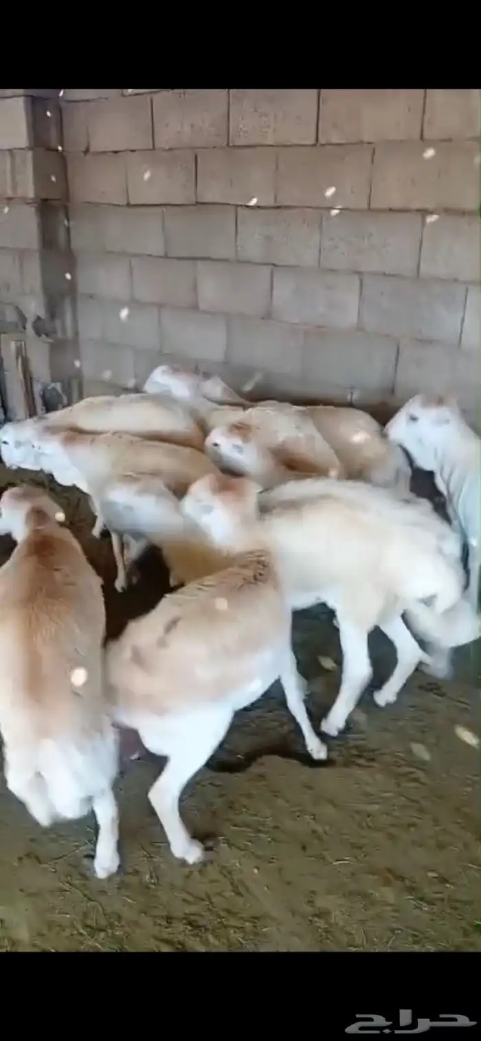 طليان ذبايح حريات سواكن ورفيديات كاش او اقساد 10