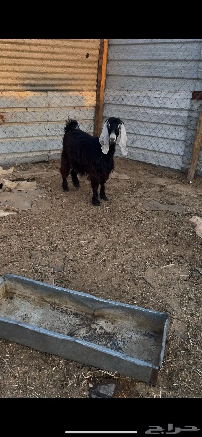 للبيع متبع و عناق 2