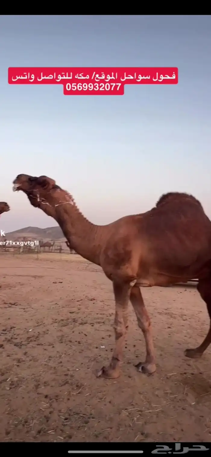 بعير جمل ساحلي 0