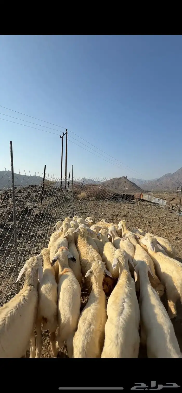 طليان ورخال 0