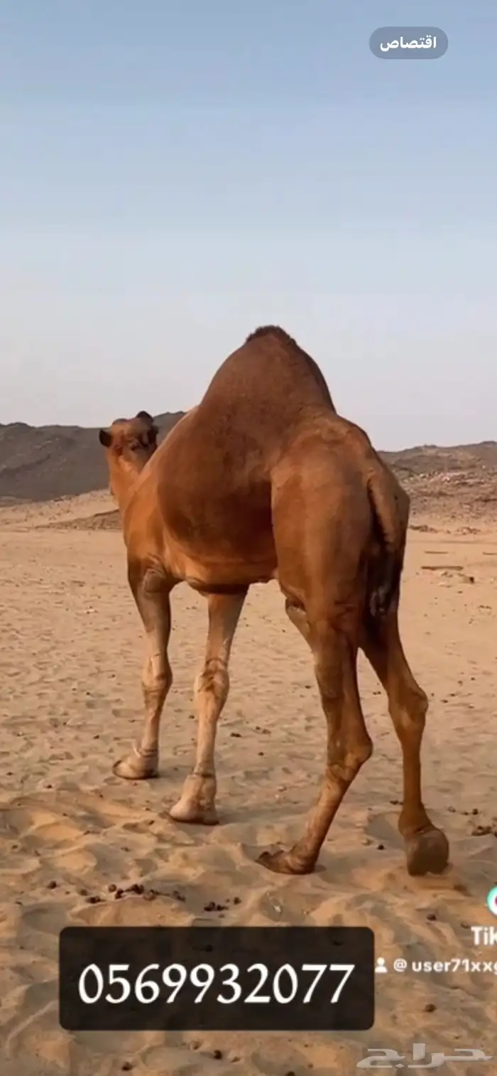 بعير جمل ساحلي 8