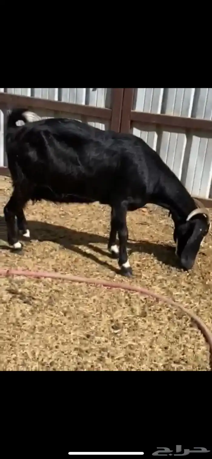 عنز سديس معها اثنين للبيع 1