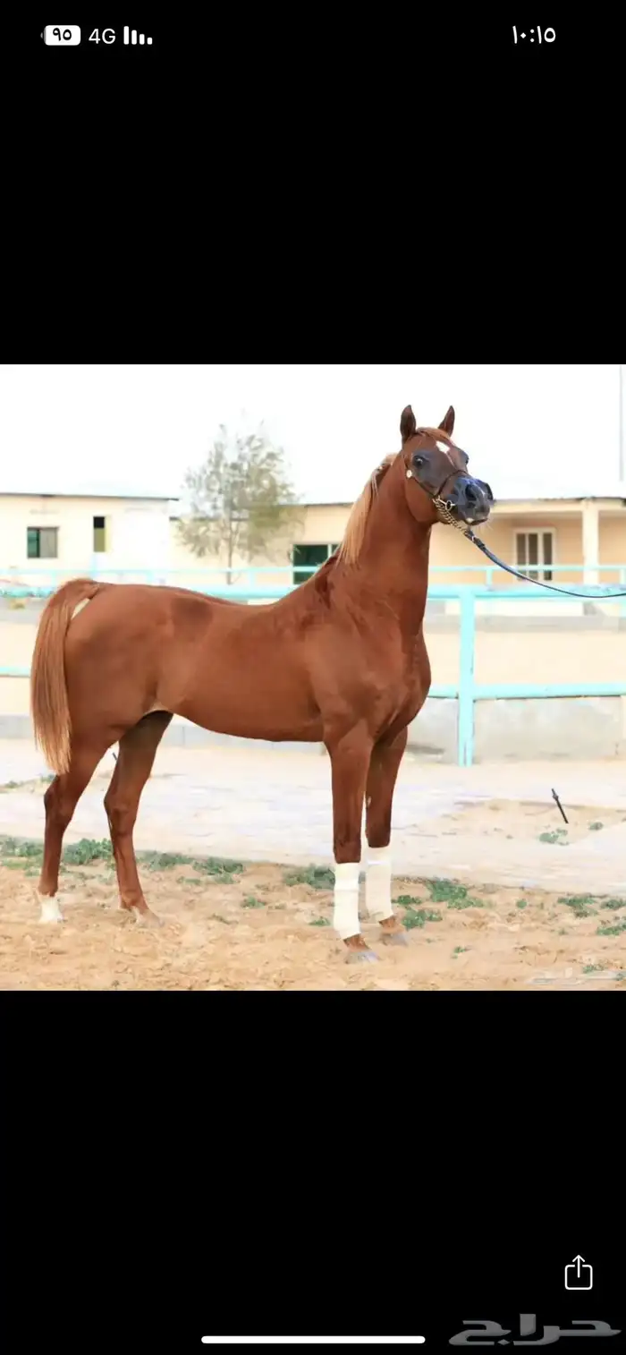 اتاحة فحل لوجه الله 0