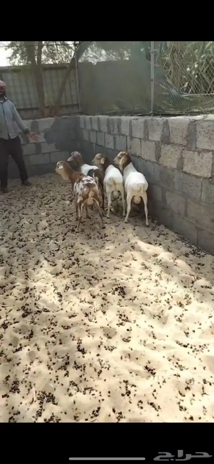 خرفان برابر 0