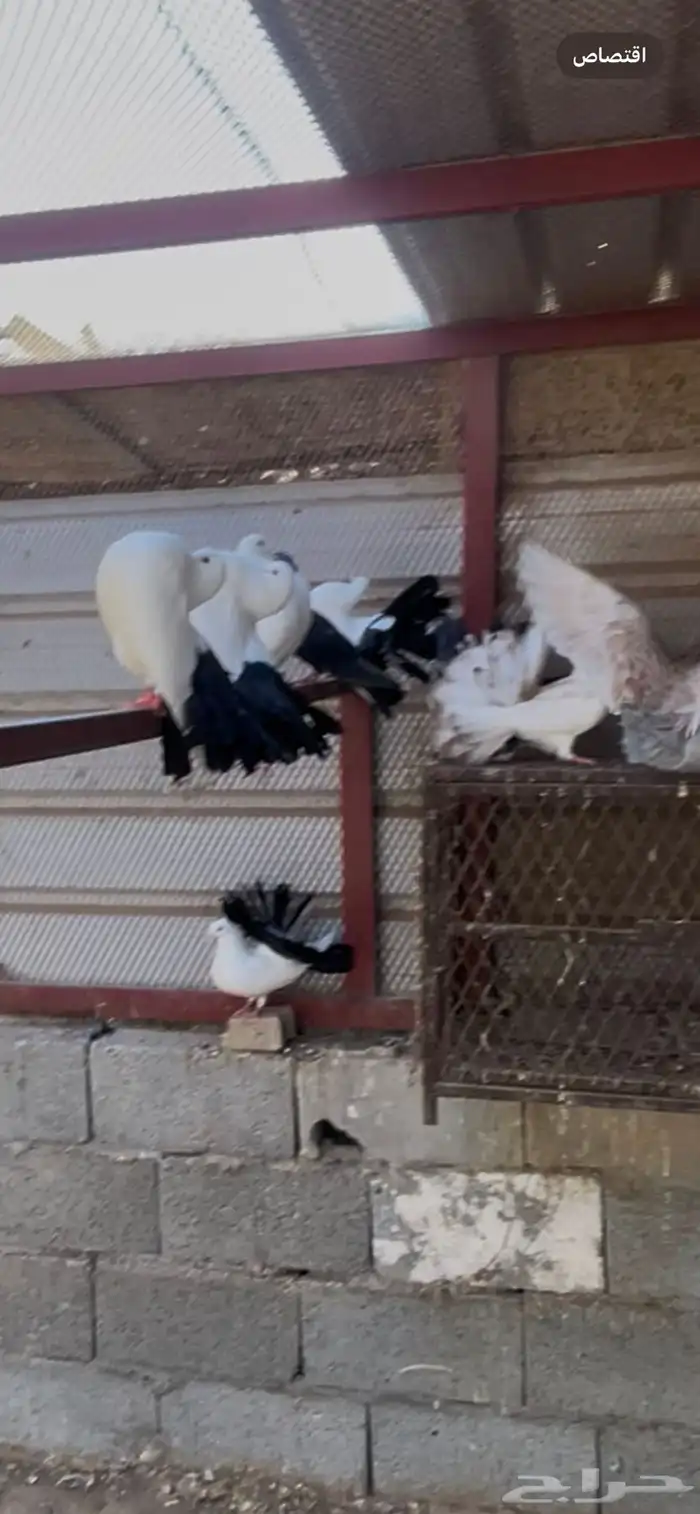 حمام للبيع خوارج (املج ) 2