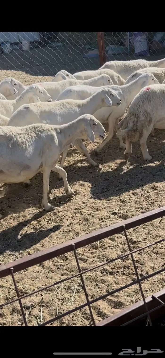 ضان دفيع 41 17