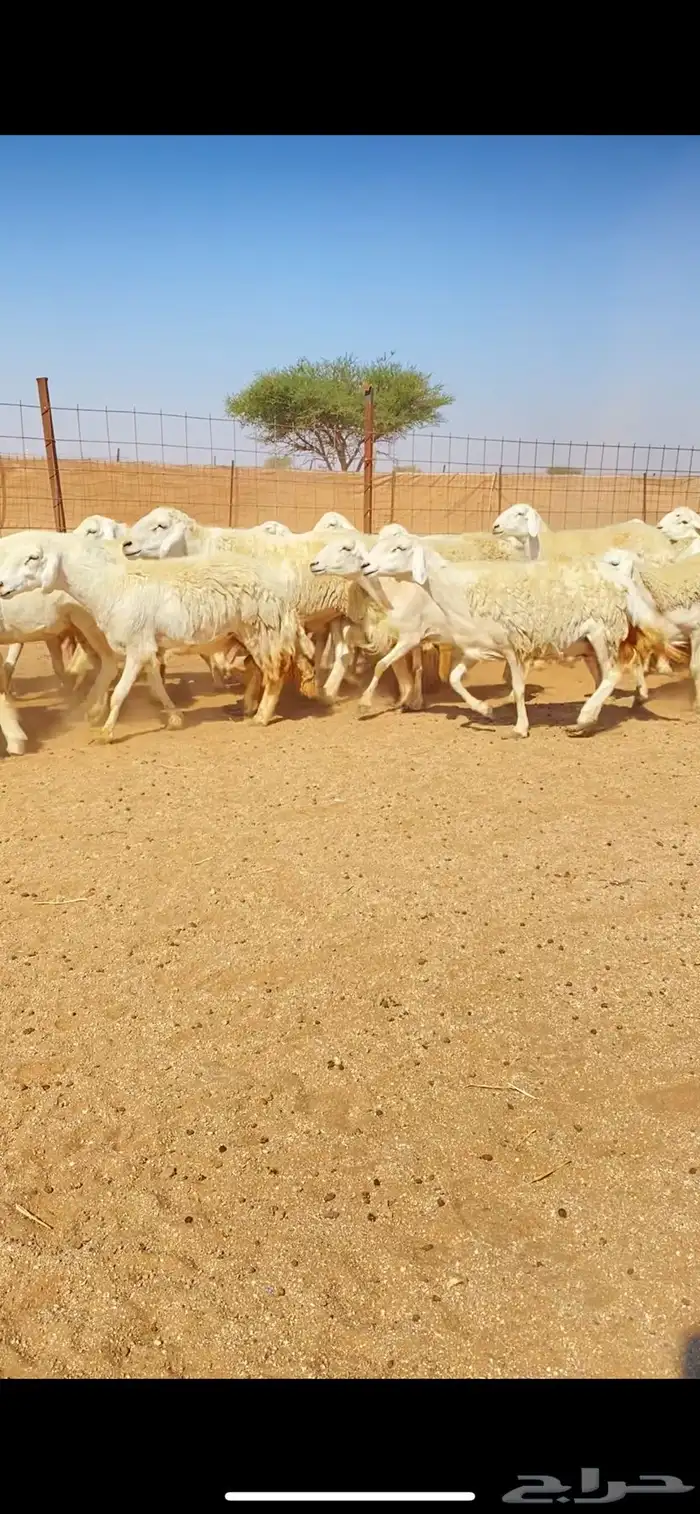 غنم حريات حرش وبره ملكية مراح واحد صنف الصنف 16