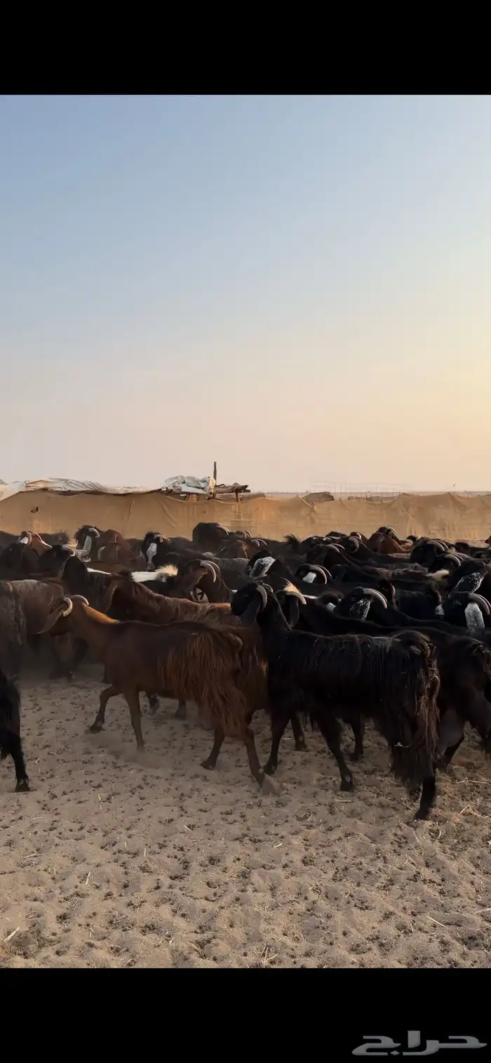 معزا مراح للبيع 1