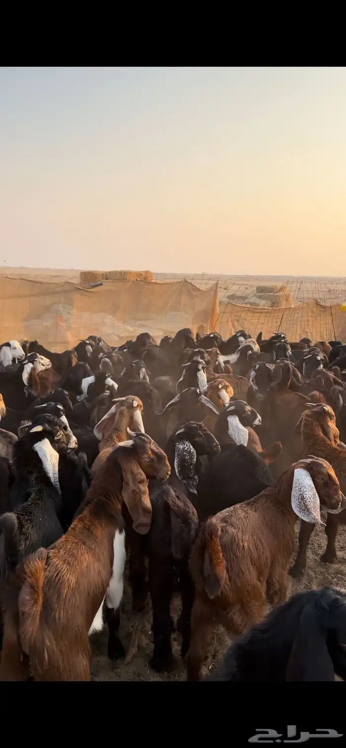 معزا مراح للبيع 12