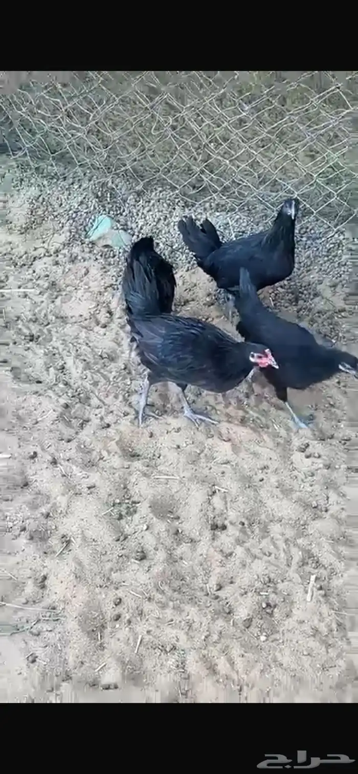دجاج اسود صافي 2