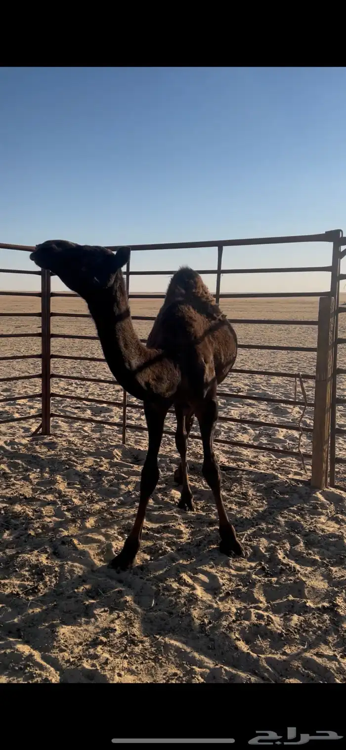 قعود مجهم قصب 3